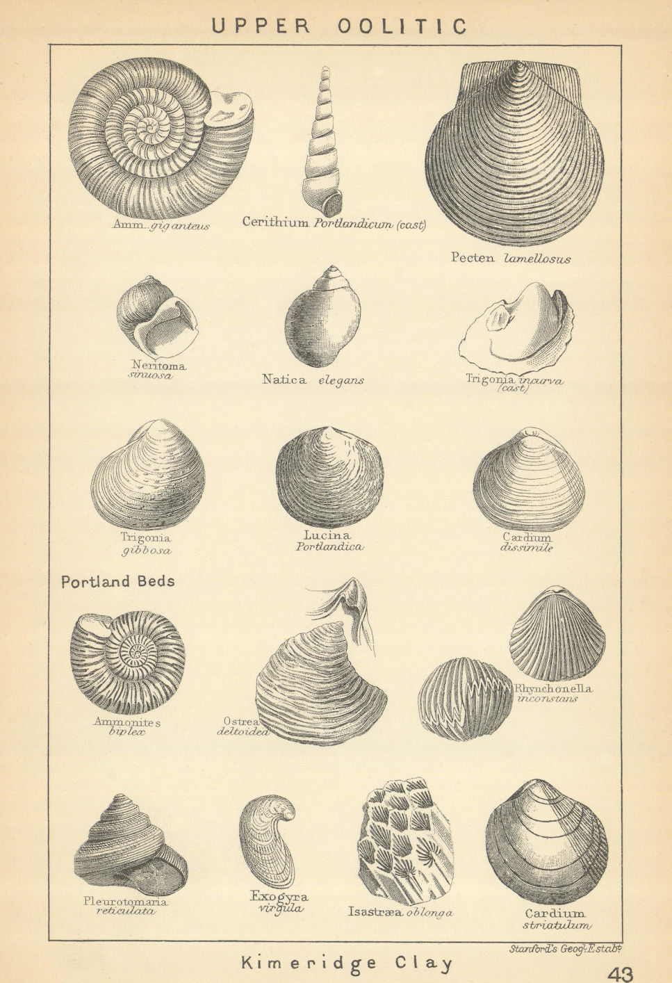 BRITISH FOSSILS. Upper Oolitic - Kimeridge Clay. STANFORD 1904 old print